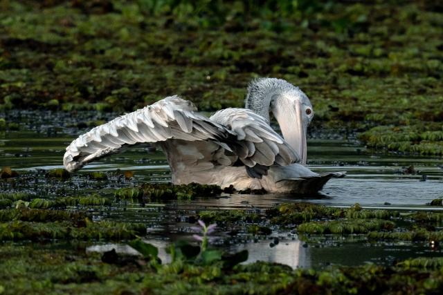 (251013) -- KOTTE, Oct. 13, 2025 (Xinhua) -- A pelican is seen in a wetland park in Kotte, Sri Lanka, on Oct. 12, 2025. (Photo by Ajith Perera/Xinhua)