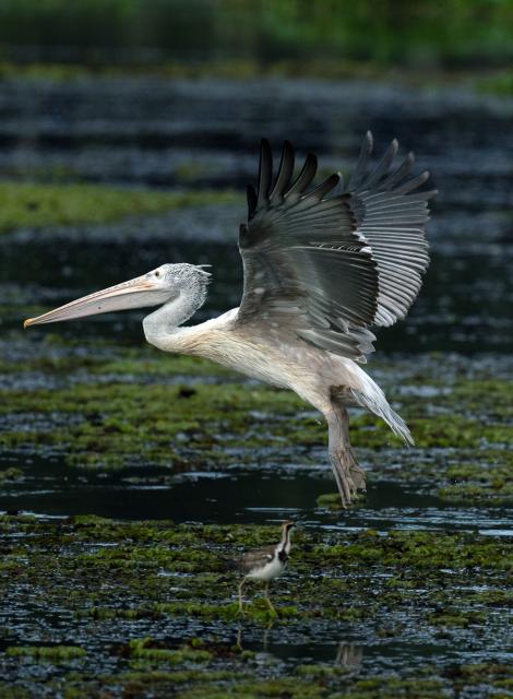 (251013) -- KOTTE, Oct. 13, 2025 (Xinhua) -- Pelicans are seen in a wetland park in Kotte, Sri Lanka, on Oct. 12, 2025. (Photo by Ajith Perera/Xinhua)