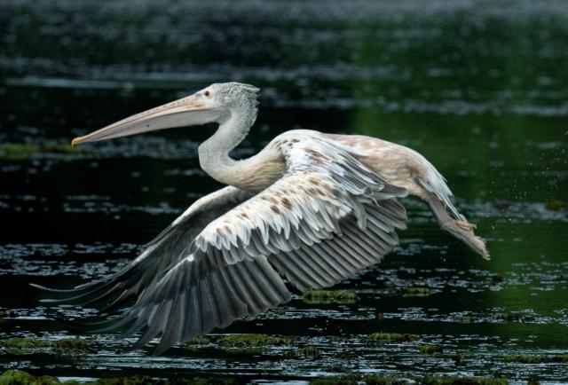(251013) -- KOTTE, Oct. 13, 2025 (Xinhua) -- A pelican is seen in a wetland park in Kotte, Sri Lanka, on Oct. 12, 2025. (Photo by Ajith Perera/Xinhua)