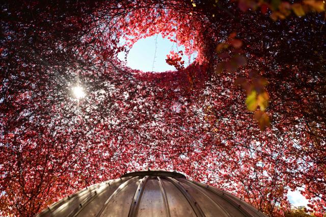 (251013) -- WARSAW, Oct. 13, 2025 (Xinhua) -- Sunlight shines through red autumn leaves at the rooftop garden of the University of Warsaw in Warsaw, Poland on Oct. 13, 2025. In recent days, the garden's vegetation has taken on autumn colors, attracting many visitors. (Photo by Aleksy Witwicki/Xinhua)