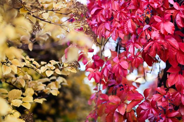 (251013) -- WARSAW, Oct. 13, 2025 (Xinhua) -- Colorful autumn leaves are seen at the rooftop garden of the University of Warsaw in Warsaw, Poland on Oct. 13, 2025. In recent days, the garden's vegetation has taken on autumn colors, attracting many visitors. (Photo by Aleksy Witwicki/Xinhua)
