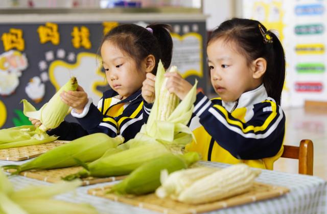 (251014) -- BEIJING, Oct. 14, 2025 (Xinhua) -- Children peel corn at a kindergarten in Tangshan City, north China's Hebei Province, on Oct. 14, 2025. Theme events have been carried out across China to mark World Food Day that falls on Oct. 16. (Photo by Liu Mancang/Xinhua)