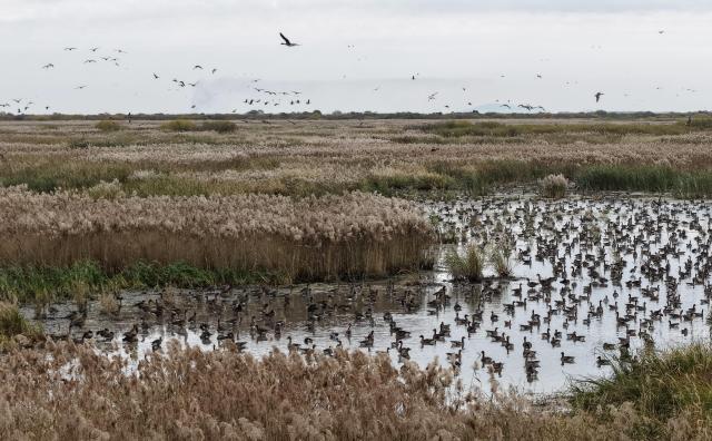 (251014) -- HARBIN, Oct. 14, 2025 (Xinhua) -- An aerial drone photo taken on Oct. 13, 2025 shows migratory birds foraging in a wetland of a national natural reserve in Mishan City, northeast China's Heilongjiang Province. Migratory birds are about to fly south in the migratory season in Heilongjiang Province. (Photo by Sun Haiqi/Xinhua)