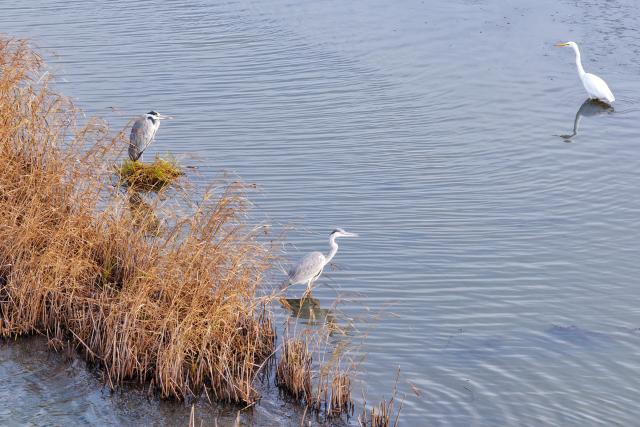 (251014) -- HARBIN, Oct. 14, 2025 (Xinhua) -- This photo taken on Oct. 14, 2025 shows herons and egrets in Sanjiangkou national wetland park in Tongjiang City, northeast China's Heilongjiang Province. Migratory birds are about to fly south in the migratory season in Heilongjiang Province. (Photo by Liu Wanping/Xinhua)