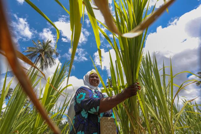 (251015) -- ZANZIBAR, Oct. 15, 2025 (Xinhua) -- Tanzanian dairy farmer Tahiya Bauso Massawe works in her Juncao grass field in Zanzibar, Tanzania, Sept. 19, 2025. TO GO WITH "Feature: Zanzibar woman cultivates change with Chinese Juncao grass" (Xinhua/Emmanuel Herman)