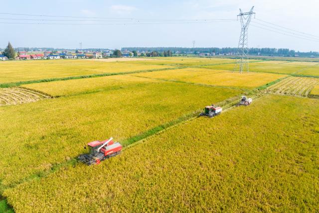 (251015) -- CHANGSHA, Oct. 15, 2025 (Xinhua) -- An aerial drone photo taken on Oct. 15, 2025 shows farmers driving reapers to harvest rice in Nanxian County of Yiyang, central China's Hunan Province. Nanxian County, located on the central region of the Dongting Lake area in central China's Hunan Province, has entered the harvest season.
  In recent years, the county has vigorously developed the rice-shrimp farming industry. In 2025, its total cultivation area has exceeded 600,000 mu (40,000 hectares), with an expected rice yield of 600 kilograms per mu. (Xinhua/Chen Sihan)