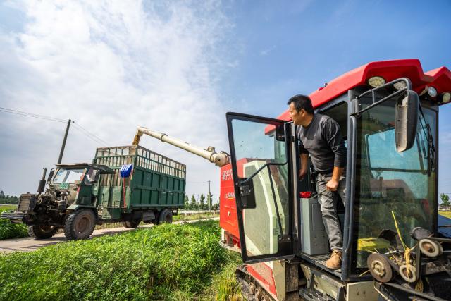(251015) -- CHANGSHA, Oct. 15, 2025 (Xinhua) -- A farmer loads harvested rice onto a truck in Nanxian County of Yiyang, central China's Hunan Province, Oct. 15, 2025. Nanxian County, located on the central region of the Dongting Lake area in central China's Hunan Province, has entered the harvest season.
  In recent years, the county has vigorously developed the rice-shrimp farming industry. In 2025, its total cultivation area has exceeded 600,000 mu (40,000 hectares), with an expected rice yield of 600 kilograms per mu. (Xinhua/Chen Sihan)