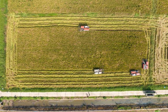 (251015) -- CHANGSHA, Oct. 15, 2025 (Xinhua) -- An aerial drone photo taken on Oct. 15, 2025 shows farmers driving reapers to harvest rice in Nanxian County of Yiyang, central China's Hunan Province. Nanxian County, located on the central region of the Dongting Lake area in central China's Hunan Province, has entered the harvest season.
  In recent years, the county has vigorously developed the rice-shrimp farming industry. In 2025, its total cultivation area has exceeded 600,000 mu (40,000 hectares), with an expected rice yield of 600 kilograms per mu. (Xinhua/Chen Sihan)