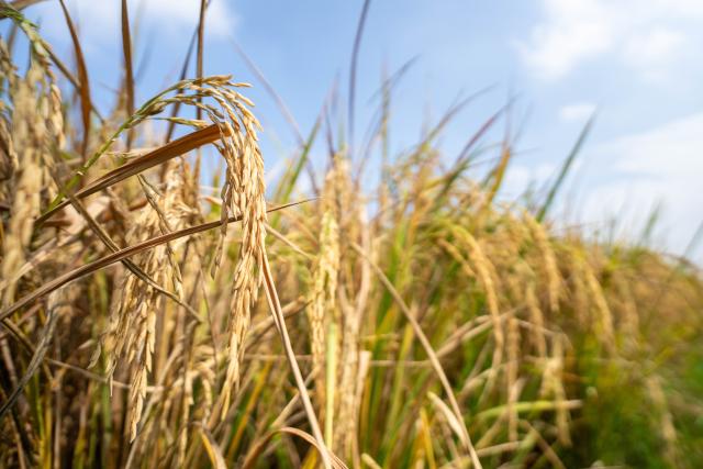 (251015) -- CHANGSHA, Oct. 15, 2025 (Xinhua) -- This photo taken on Oct. 15, 2025 shows rice ears at a paddy rice field in Nanxian County of Yiyang, central China's Hunan Province. Nanxian County, located on the central region of the Dongting Lake area in central China's Hunan Province, has entered the harvest season.
  In recent years, the county has vigorously developed the rice-shrimp farming industry. In 2025, its total cultivation area has exceeded 600,000 mu (40,000 hectares), with an expected rice yield of 600 kilograms per mu. (Xinhua/Chen Sihan)