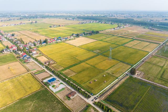 (251015) -- CHANGSHA, Oct. 15, 2025 (Xinhua) -- An aerial drone photo taken on Oct. 15, 2025 shows paddy rice fields in Nanxian County of Yiyang, central China's Hunan Province. Nanxian County, located on the central region of the Dongting Lake area in central China's Hunan Province, has entered the harvest season.
  In recent years, the county has vigorously developed the rice-shrimp farming industry. In 2025, its total cultivation area has exceeded 600,000 mu (40,000 hectares), with an expected rice yield of 600 kilograms per mu. (Xinhua/Chen Sihan)