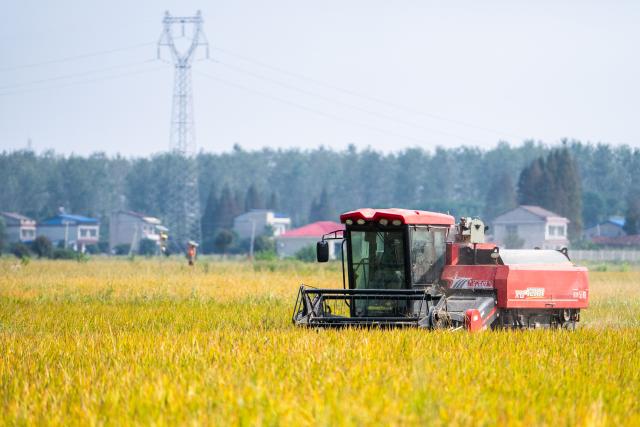 (251015) -- CHANGSHA, Oct. 15, 2025 (Xinhua) -- A farmer drives a reaper to harvest rice in Nanxian County of Yiyang, central China's Hunan Province, Oct. 15, 2025. Nanxian County, located on the central region of the Dongting Lake area in central China's Hunan Province, has entered the harvest season.
  In recent years, the county has vigorously developed the rice-shrimp farming industry. In 2025, its total cultivation area has exceeded 600,000 mu (40,000 hectares), with an expected rice yield of 600 kilograms per mu. (Xinhua/Chen Sihan)
