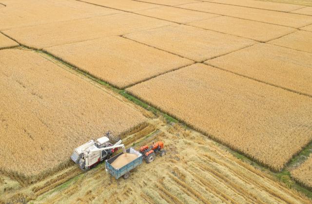(251015) -- MUDANJIANG, Oct. 15, 2025 (Xinhua) -- An aerial drone photo taken on Oct. 14, 2025 shows a reaper loading harvested grains onto a truck in Mudanjiang City, northeast China's Heilongjiang Province. The autumn harvest in Heilongjiang, China's top grain producer, has been in full swing. As of Oct. 14, Heilongjiang had completed the harvesting of approximately 153.60 million mu (10.24 million hectares) of autumn grain crops, accounting for over 60 percent of the total. (Xinhua/Zhang Tao)