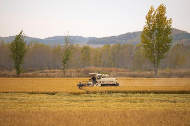 (251015) -- MUDANJIANG, Oct. 15, 2025 (Xinhua) -- A farmer drives a reaper to harvest rice in Mudanjiang City, northeast China's Heilongjiang Province, Oct. 14, 2025. The autumn harvest in Heilongjiang, China's top grain producer, has been in full swing. As of Oct. 14, Heilongjiang had completed the harvesting of approximately 153.60 million mu (10.24 million hectares) of autumn grain crops, accounting for over 60 percent of the total. (Xinhua/Zhang Tao)