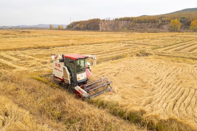 (251015) -- MUDANJIANG, Oct. 15, 2025 (Xinhua) -- An aerial drone photo taken on Oct. 14, 2025 shows a farmer driving a reaper to harvest rice in Mudanjiang City, northeast China's Heilongjiang Province. The autumn harvest in Heilongjiang, China's top grain producer, has been in full swing. As of Oct. 14, Heilongjiang had completed the harvesting of approximately 153.60 million mu (10.24 million hectares) of autumn grain crops, accounting for over 60 percent of the total. (Xinhua/Zhang Tao)