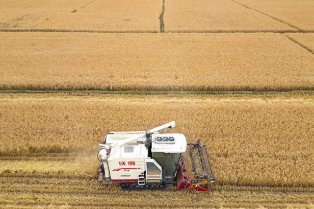 (251015) -- MUDANJIANG, Oct. 15, 2025 (Xinhua) -- An aerial drone photo taken on Oct. 14, 2025 shows a farmer driving a reaper to harvest rice in Mudanjiang City, northeast China's Heilongjiang Province. The autumn harvest in Heilongjiang, China's top grain producer, has been in full swing. As of Oct. 14, Heilongjiang had completed the harvesting of approximately 153.60 million mu (10.24 million hectares) of autumn grain crops, accounting for over 60 percent of the total. (Xinhua/Zhang Tao)