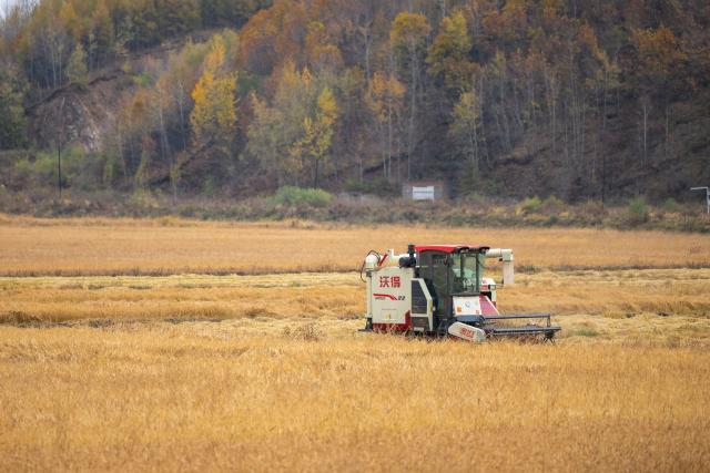 (251015) -- MUDANJIANG, Oct. 15, 2025 (Xinhua) -- A farmer drives a reaper to harvest rice in Mudanjiang City, northeast China's Heilongjiang Province, Oct. 14, 2025. The autumn harvest in Heilongjiang, China's top grain producer, has been in full swing. As of Oct. 14, Heilongjiang had completed the harvesting of approximately 153.60 million mu (10.24 million hectares) of autumn grain crops, accounting for over 60 percent of the total. (Xinhua/Zhang Tao)