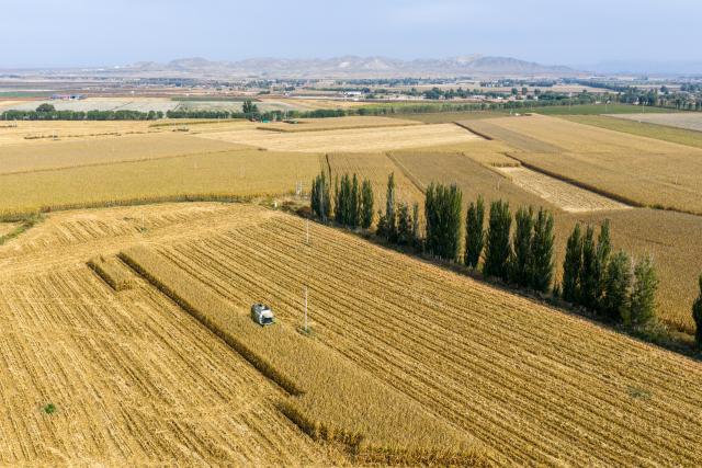 (251015) -- BAYANNUR, Oct. 15, 2025 (Xinhua) -- An aerial drone photo shows a reaper harvesting corn in Urad Front Banner in Bayannur, north China's Inner Mongolia Autonomous Region, Oct. 15, 2025. Urad Front Banner in Bayannur has recently entered the autumn harvest season, with mechanized farming applied to improve the efficiency. (Xinhua/Ma Jinrui)