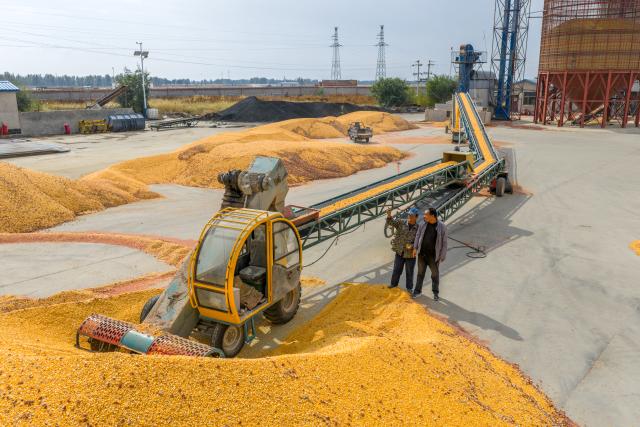 (251015) -- BAYANNUR, Oct. 15, 2025 (Xinhua) -- A staff member operates a machine to transport harvested corn into the dryer in Urad Front Banner in Bayannur, north China's Inner Mongolia Autonomous Region, Oct. 15, 2025. Urad Front Banner in Bayannur has recently entered the autumn harvest season, with mechanized farming applied to improve the efficiency. (Xinhua/Ma Jinrui)