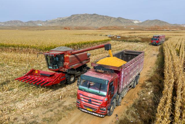 (251015) -- BAYANNUR, Oct. 15, 2025 (Xinhua) -- An aerial drone photo shows a reaper unloading harvested corn in Urad Front Banner in Bayannur, north China's Inner Mongolia Autonomous Region, Oct. 15, 2025. Urad Front Banner in Bayannur has recently entered the autumn harvest season, with mechanized farming applied to improve the efficiency. (Xinhua/Ma Jinrui)