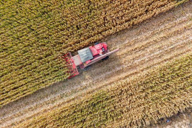 (251015) -- BAYANNUR, Oct. 15, 2025 (Xinhua) -- An aerial drone photo shows a reaper harvesting corn in Urad Front Banner in Bayannur, north China's Inner Mongolia Autonomous Region, Oct. 15, 2025. Urad Front Banner in Bayannur has recently entered the autumn harvest season, with mechanized farming applied to improve the efficiency. (Xinhua/Ma Jinrui)
