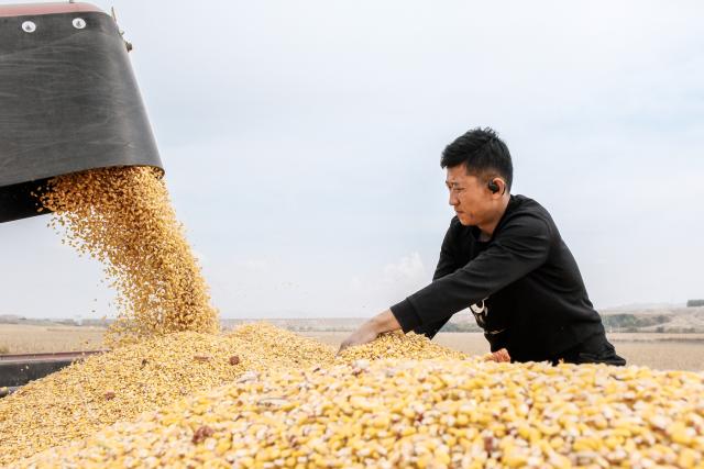 (251015) -- BAYANNUR, Oct. 15, 2025 (Xinhua) -- A villager unloads harvested corn in Urad Front Banner in Bayannur, north China's Inner Mongolia Autonomous Region, Oct. 15, 2025. Urad Front Banner in Bayannur has recently entered the autumn harvest season, with mechanized farming applied to improve the efficiency. (Xinhua/Ma Jinrui)