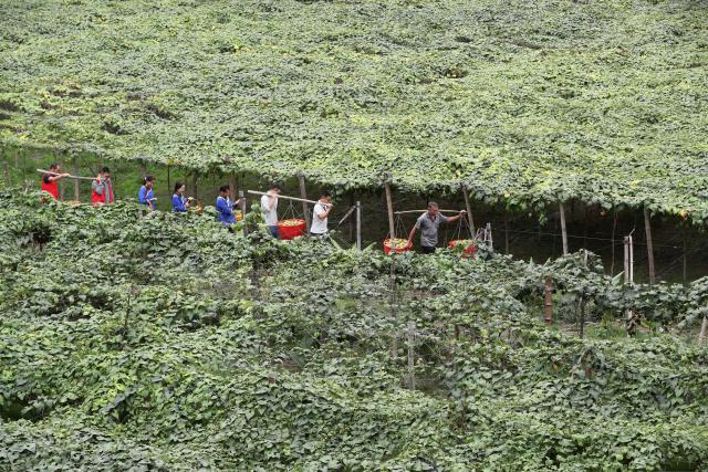 (251015) -- BEIJING, Oct. 15, 2025 (Xinhua) -- Villagers transport fruit at Zhongcheng Town of Rongjiang County, Qiandongnan Miao and Dong Autonomous Prefecture, southwest China's Guizhou Province, Oct. 14, 2025. (Photo by Li Changhua/Xinhua)