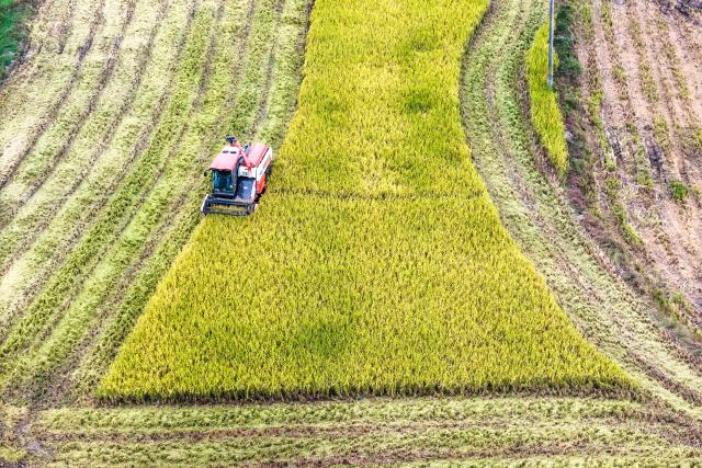 (251015) -- BEIJING, Oct. 15, 2025 (Xinhua) -- An aerial drone photo shows a harvester working in a field in Shuangfeng County of Loudi City, central China's Hunan Province, Oct. 15, 2025. (Photo by Li Jianxin/Xinhua)