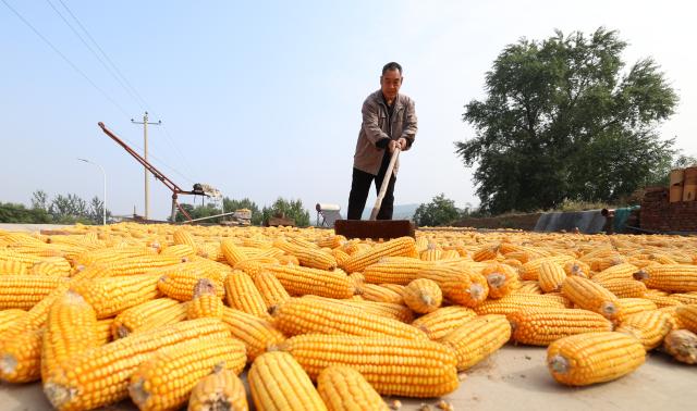 (251015) -- BEIJING, Oct. 15, 2025 (Xinhua) -- A villager airs corn at a yard in Xiulin Town of Jingxing County, Shijiazhuang of north China's Hebei Province, Oct. 15, 2025. (Photo by Liang Zidong/Xinhua)