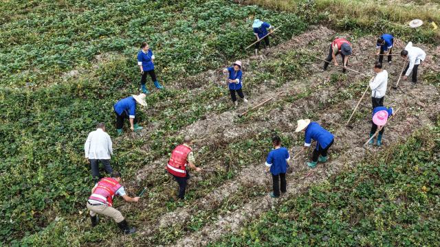 (251015) -- BEIJING, Oct. 15, 2025 (Xinhua) -- An aerial drone photo shows villagers harvesting sweet potatoes in Gaoxiu Village of Linxi Town in Sanjiang Dong Autonomous County, south China's Guangxi Zhuang Autonomous Region, Oct. 15, 2025. (Xinhua/Zhang Ailin)