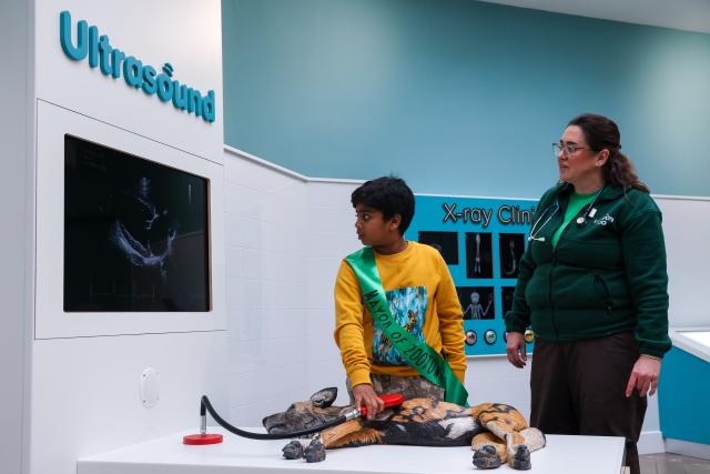 (251016) -- LONDON, Oct. 16, 2025 (Xinhua) -- Aneeshwar Kunchala, 10-year-old conservationist and "Mayor of ZooTown," simulates an ultrasound scan on a model African wild dog at ZooTown at London Zoo in London, Oct. 15, 2025.
  Opening to the public on Oct. 18, the ZooTown features multiple themed role-play stations where children can try their hands at working for wildlife, including preparing meals for animals in the Keeper Kitchen, fighting germs in the science lab or tracking wild animals in the field conservation station. (Xinhua)