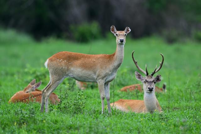 (251016) -- HAIKOU, Oct. 16, 2025 (Xinhua) -- This photo taken on May 27, 2024 shows Hainan Eld's deer at the Bangxi provincial nature reserve in Baisha Li Autonomous County, south China's Hainan Province. TO GO WITH "China Focus: Hainan tropical rainforest brings China's ecology conservation efforts to life" (The administration of Hainan Tropical Rainforest National Park/Handout via Xinhua)