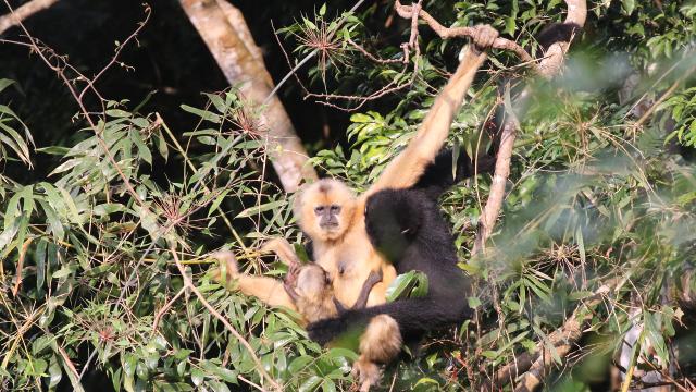 (251016) -- HAIKOU, Oct. 16, 2025 (Xinhua) -- This photo taken on Feb. 29, 2024 shows Hainan gibbons in the Bawangling area of Hainan Tropical Rainforest National Park, south China's Hainan Province. TO GO WITH "China Focus: Hainan tropical rainforest brings China's ecology conservation efforts to life" (The administration of Hainan Tropical Rainforest National Park/Handout via Xinhua)