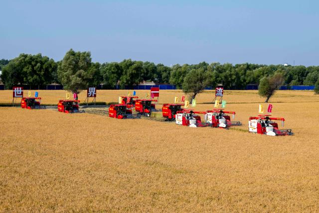 (251016) -- HARBIN, Oct. 16, 2025 (Xinhua) -- Unmanned harvesters operate at a farm in northeast China's Heilongjiang Province, Sept. 23, 2025. (Xinhua/Zhang Tao)