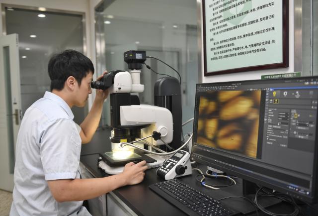 (251016) -- CHENGDU, Oct. 16, 2025 (Xinhua) -- A researcher conducts pest-control experiments at a branch company of China Grain Reserves Group (Sinograin) in Chengdu, southwest China's Sichuan Province, Oct. 15, 2025.
  In recent years, advanced technologies have been applied in grain storage to significantly improve operational efficiency and quality of grain during storage. (Xinhua/Liu Kun)