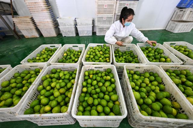 (251016) -- QIANXINAN, Oct. 16, 2025 (Xinhua) -- A worker sorts lemons at a lemon industrial park in Zhexiang Town, Wangmo County, Bouyei-Miao Autonomous Prefecture of Qianxinan, southwest China's Guizhou Province, Oct. 16, 2025. Zhexiang Town in Wangmo County has cultivated green lemons across 4,600 mu (about 307 hectares), which has increased local farmers' incomes. 
   Furthermore, by focusing on premium green lemon production, Zhexiang has established an integrated industrial encompassing breeding, planting, processing, and sales, transforming lemon into a significant local industry that promotes rural revitalization. (Xinhua/Yang Wenbin)
