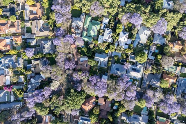 (251017) -- JOHANNESBURG, Oct. 17, 2025 (Xinhua) -- An aerial drone photo taken on Oct. 16, 2025 shows blooming jacaranda trees in Johannesburg, South Africa. The jacaranda trees here bloom from mid-October to early November each year. (Photo by Shiraaz Mohamed/Xinhua)