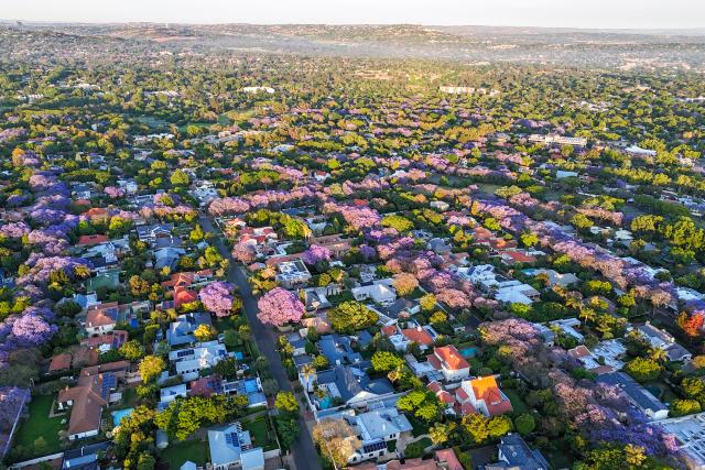(251017) -- JOHANNESBURG, Oct. 17, 2025 (Xinhua) -- An aerial drone photo taken on Oct. 16, 2025 shows blooming jacaranda trees in Johannesburg, South Africa. The jacaranda trees here bloom from mid-October to early November each year. (Photo by Shiraaz Mohamed/Xinhua)