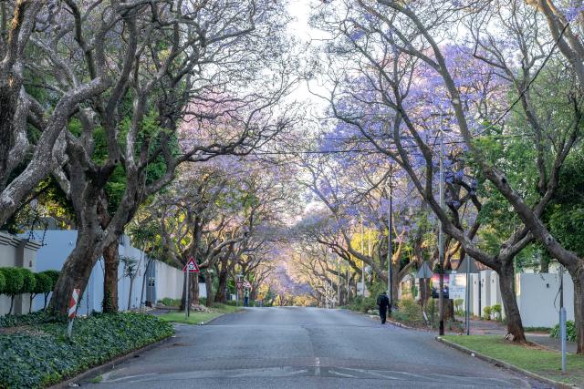 (251017) -- JOHANNESBURG, Oct. 17, 2025 (Xinhua) -- This photo taken on Oct. 16, 2025 shows blooming jacaranda trees in Johannesburg, South Africa. The jacaranda trees here bloom from mid-October to early November each year. (Photo by Shiraaz Mohamed/Xinhua)