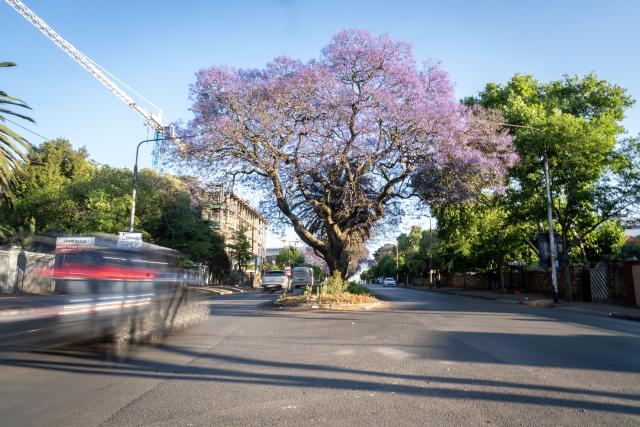 (251017) -- JOHANNESBURG, Oct. 17, 2025 (Xinhua) -- This photo taken on Oct. 16, 2025 shows blooming jacaranda trees in Johannesburg, South Africa. The jacaranda trees here bloom from mid-October to early November each year. (Photo by Shiraaz Mohamed/Xinhua)