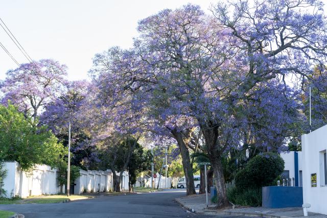 (251017) -- JOHANNESBURG, Oct. 17, 2025 (Xinhua) -- This photo taken on Oct. 16, 2025 shows blooming jacaranda trees in Johannesburg, South Africa. The jacaranda trees here bloom from mid-October to early November each year. (Photo by Shiraaz Mohamed/Xinhua)