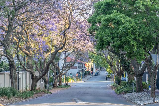 (251017) -- JOHANNESBURG, Oct. 17, 2025 (Xinhua) -- This photo taken on Oct. 16, 2025 shows blooming jacaranda trees in Johannesburg, South Africa. The jacaranda trees here bloom from mid-October to early November each year. (Photo by Shiraaz Mohamed/Xinhua)