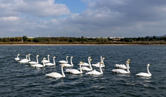 (251018) -- WEIHAI, Oct. 18, 2025 (Xinhua) -- A drone photo shows wintering whooper swans at a nature reserve in Rongcheng, east China's Shandong Province, Oct. 18, 2025. The first group of wintering swans arrived at the swan lake of the reserve here on Saturday. (Photo by Yang Zhili/Xinhua)