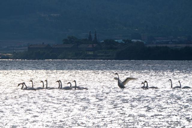 (251018) -- WEIHAI, Oct. 18, 2025 (Xinhua) -- Wintering whooper swans swim at a nature reserve in Rongcheng, east China's Shandong Province, Oct. 18, 2025. The first group of wintering swans arrived at the swan lake of the reserve here on Saturday. (Photo by Wang Fudong/Xinhua)