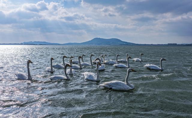 (251018) -- WEIHAI, Oct. 18, 2025 (Xinhua) -- A drone photo shows wintering whooper swans at a nature reserve in Rongcheng, east China's Shandong Province, Oct. 18, 2025. The first group of wintering swans arrived at the swan lake of the reserve here on Saturday. (Photo by Li Xinjun/Xinhua)