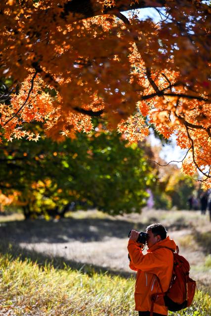 (251018) -- TONGLIAO, Oct. 18, 2025 (Xinhua) -- A tourist takes photos at a forest park in Horqin Left Wing Rear Banner of Tongliao City, north China's Inner Mongolia Autonomous Region, Oct. 18, 2025. (Xinhua/Lian Zhen)