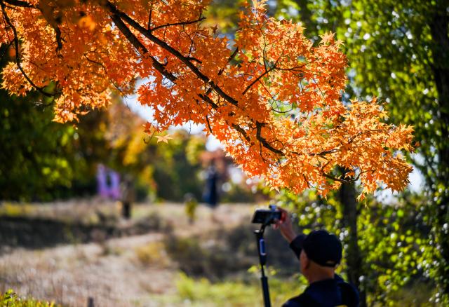 (251018) -- TONGLIAO, Oct. 18, 2025 (Xinhua) -- A tourist takes photos at a forest park in Horqin Left Wing Rear Banner of Tongliao City, north China's Inner Mongolia Autonomous Region, Oct. 18, 2025. (Xinhua/Lian Zhen)