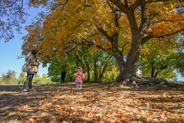 (251018) -- TONGLIAO, Oct. 18, 2025 (Xinhua) -- Tourists visit a forest park in Horqin Left Wing Rear Banner of Tongliao City, north China's Inner Mongolia Autonomous Region, Oct. 18, 2025. (Xinhua/Lian Zhen)