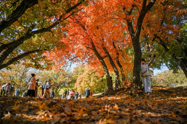 (251018) -- TONGLIAO, Oct. 18, 2025 (Xinhua) -- Tourists visit a forest park in Horqin Left Wing Rear Banner of Tongliao City, north China's Inner Mongolia Autonomous Region, Oct. 18, 2025. (Xinhua/Lian Zhen)