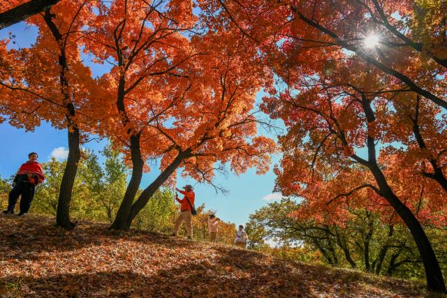 (251018) -- TONGLIAO, Oct. 18, 2025 (Xinhua) -- Tourists visit a forest park in Horqin Left Wing Rear Banner of Tongliao City, north China's Inner Mongolia Autonomous Region, Oct. 18, 2025. (Xinhua/Lian Zhen)