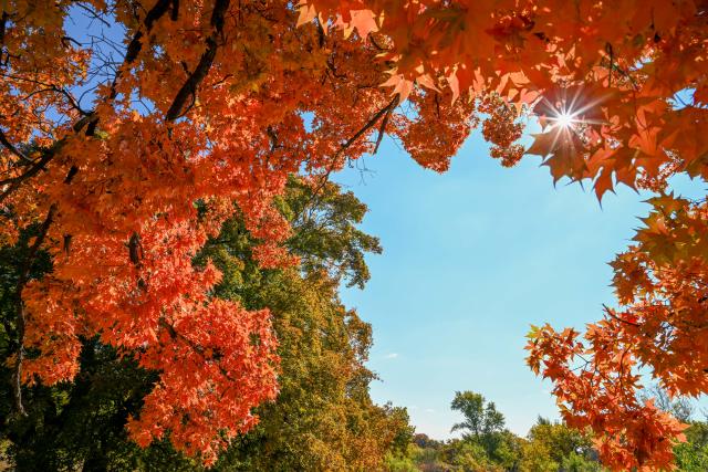 (251018) -- TONGLIAO, Oct. 18, 2025 (Xinhua) -- This photo taken on Oct. 18, 2025 shows the autumn scenery of a forest park in Horqin Left Wing Rear Banner of Tongliao City, north China's Inner Mongolia Autonomous Region. (Xinhua/Lian Zhen)
